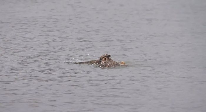 Swimming owl by Steve Spitzer, Lake Michigan, Loyola Park, Chicago, United States