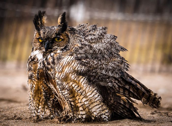 Swimming owl by Steve Spitzer, Lake Michigan, Loyola Park, Chicago, United States