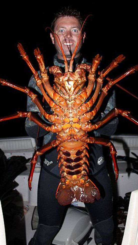 Giant lobster crustacean by David Galante