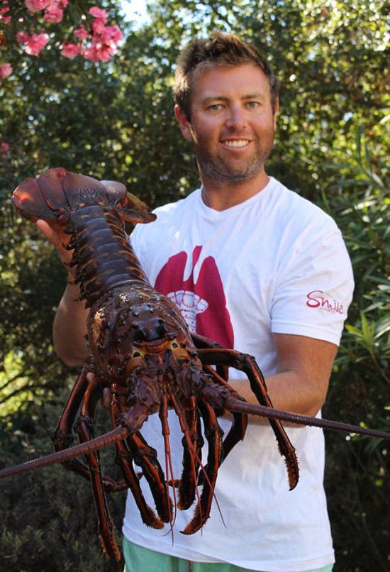 Giant lobster crustacean by David Galante