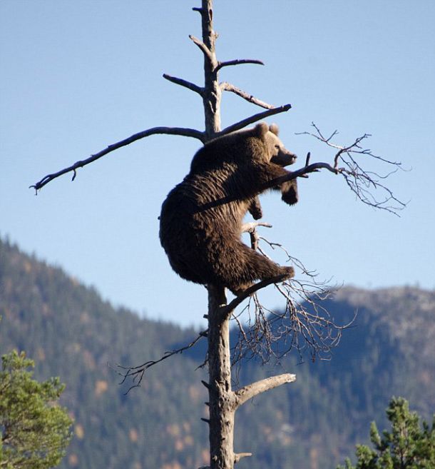 bear climbing on the tree