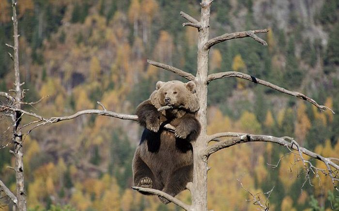 bear climbing on the tree