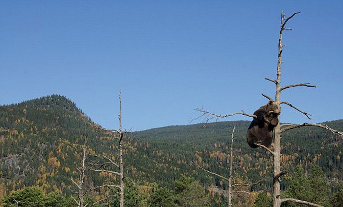 bear climbing on the tree