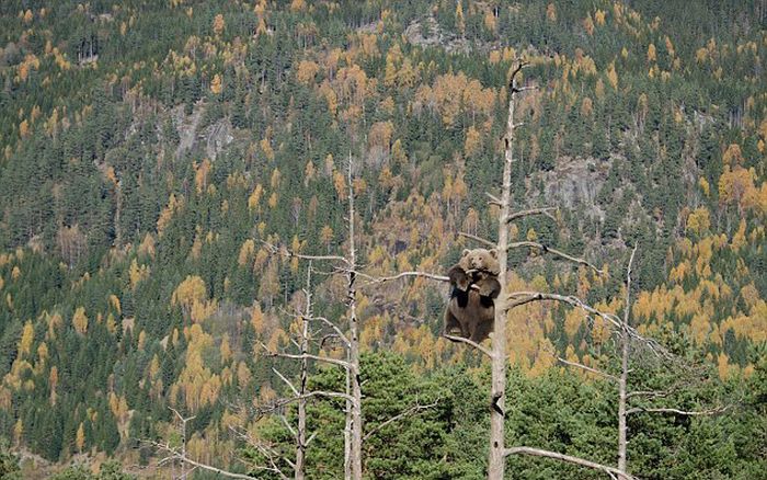 bear climbing on the tree