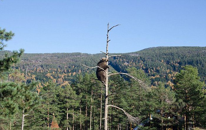 bear climbing on the tree