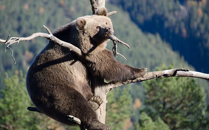 bear climbing on the tree