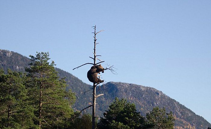 bear climbing on the tree