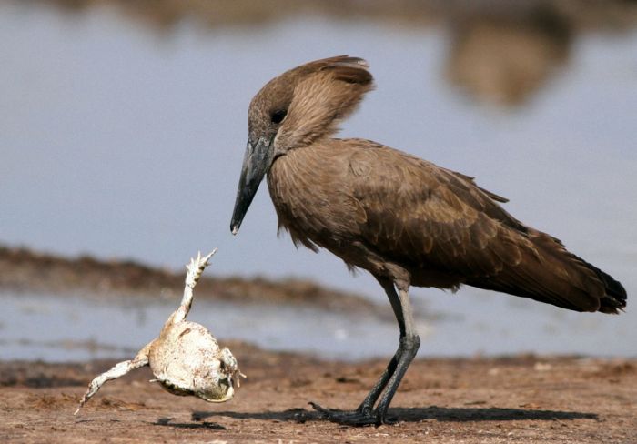 bird with a dancing frog