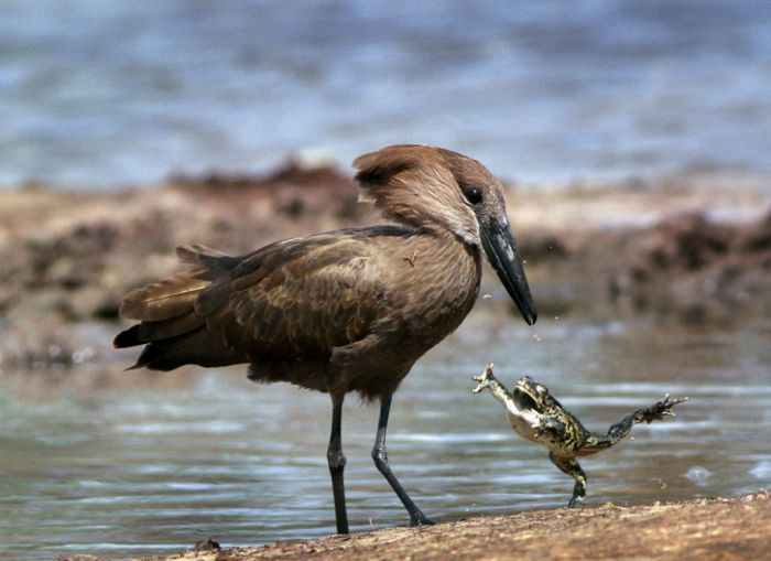 bird with a dancing frog