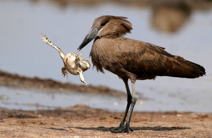 bird with a dancing frog