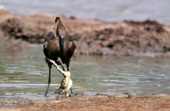 bird with a dancing frog