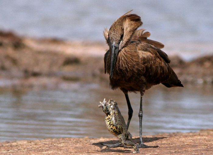 bird with a dancing frog