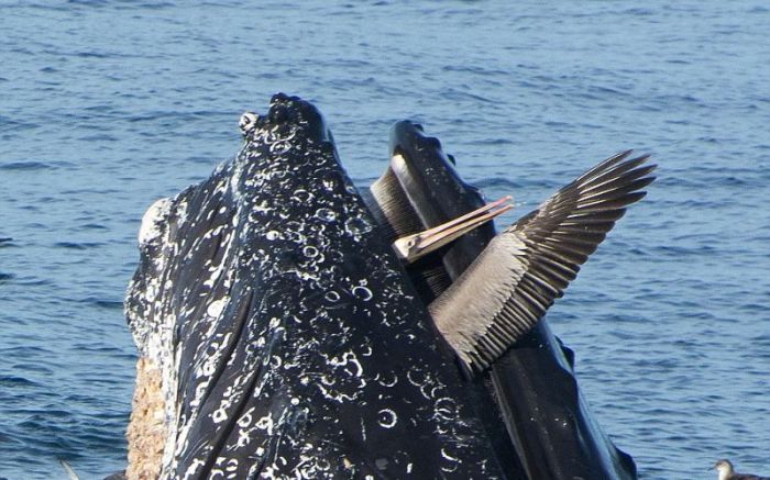 whale eats pelican bird