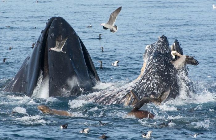 whale eats pelican bird