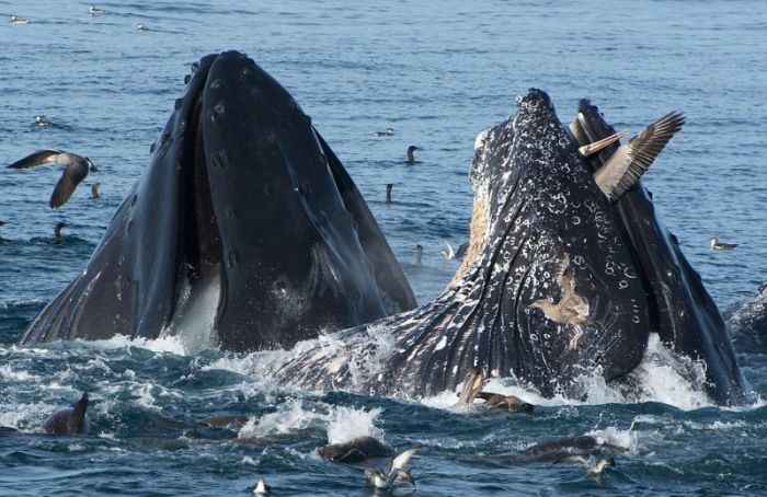 whale eats pelican bird