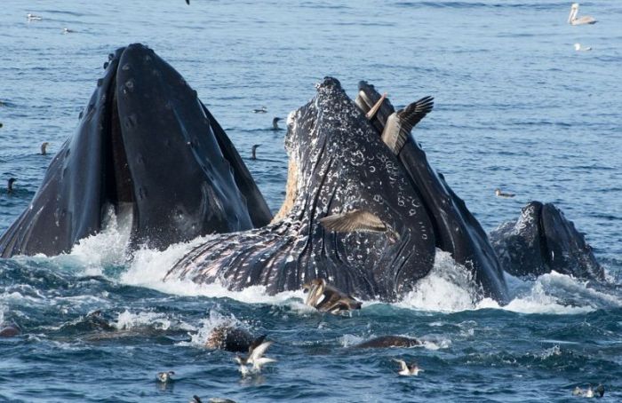 whale eats pelican bird