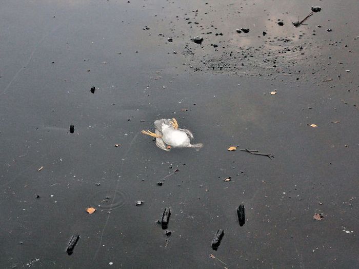 saving duck from a frozen lake