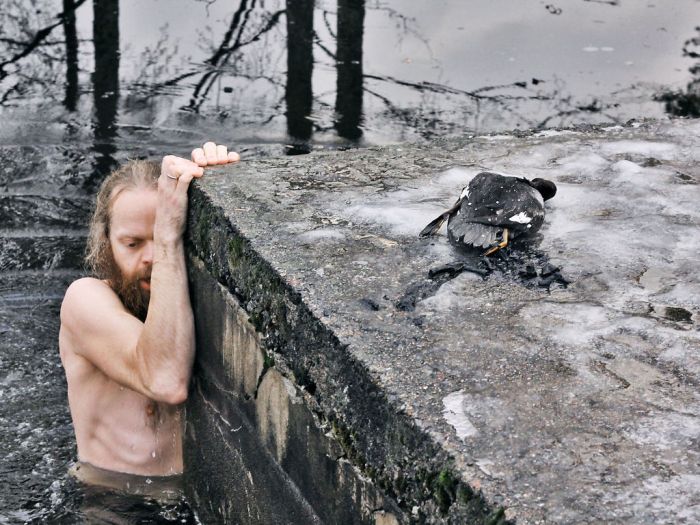 saving duck from a frozen lake