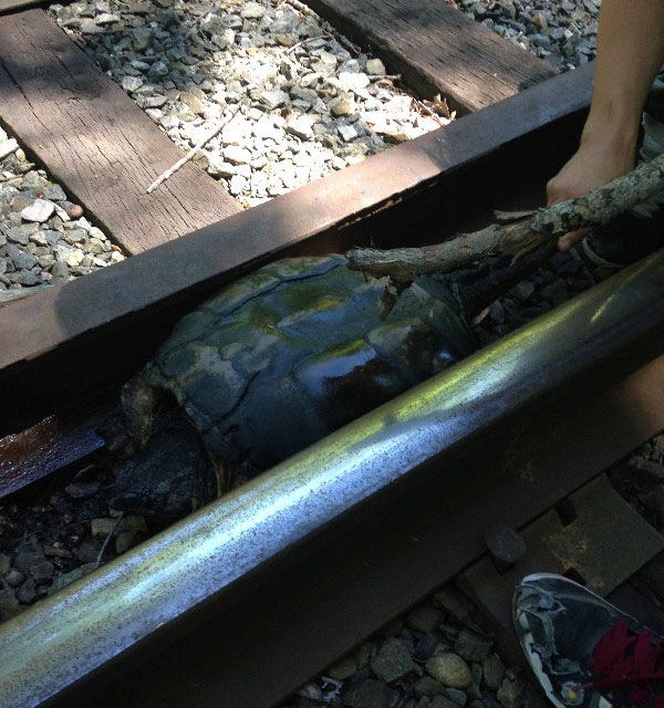 rescuing turtle from railroad tracks