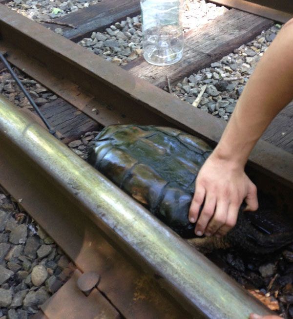 rescuing turtle from railroad tracks