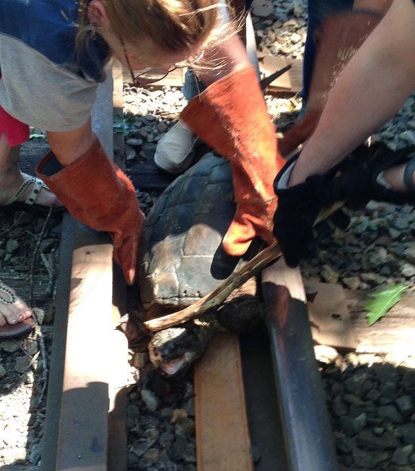 rescuing turtle from railroad tracks