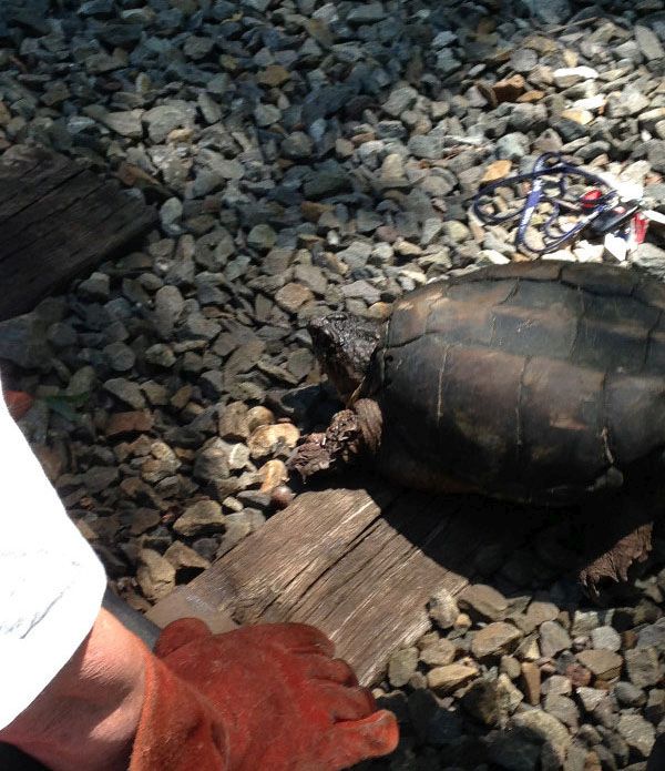 rescuing turtle from railroad tracks