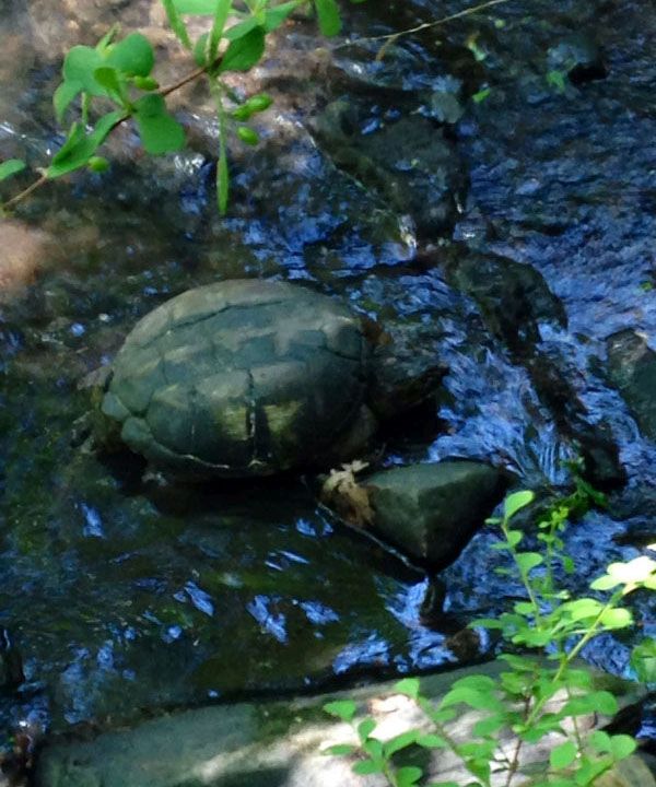 rescuing turtle from railroad tracks