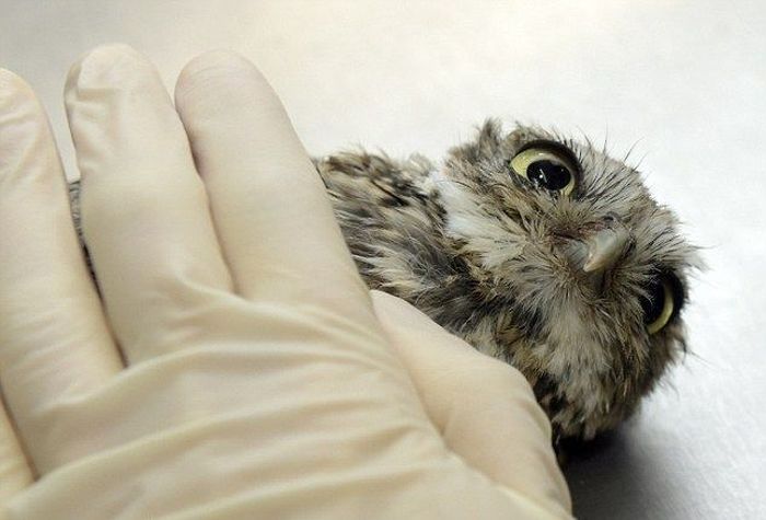 owl with an acupuncture