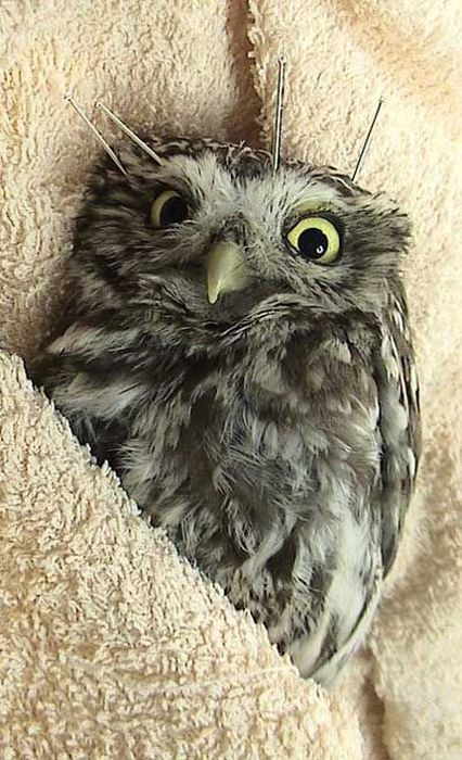 owl with an acupuncture