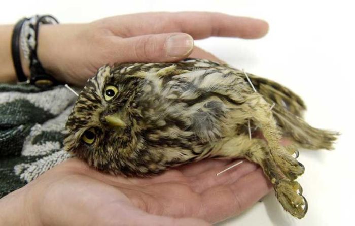 owl with an acupuncture