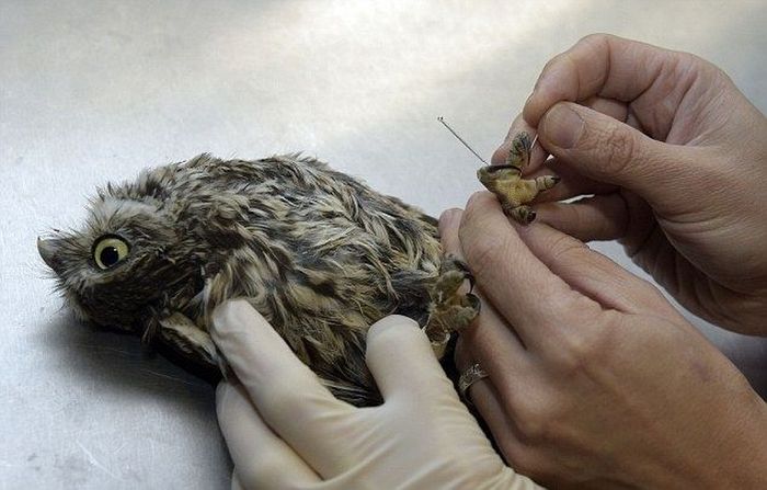 owl with an acupuncture