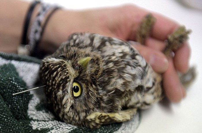 owl with an acupuncture