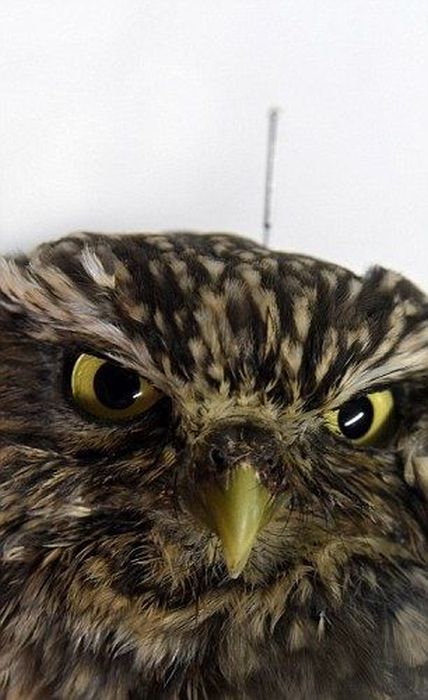 owl with an acupuncture