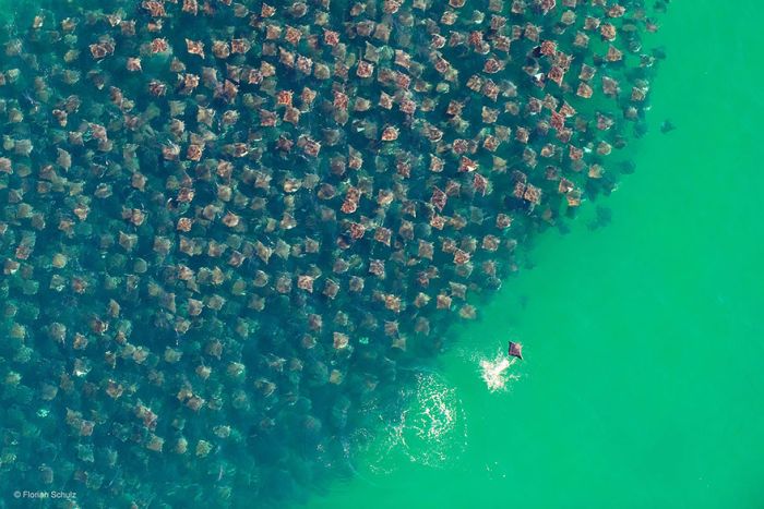 migration of wild animals