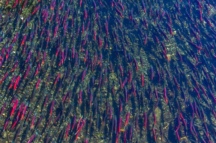 migration of wild animals