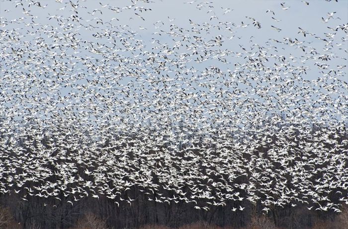migration of wild animals