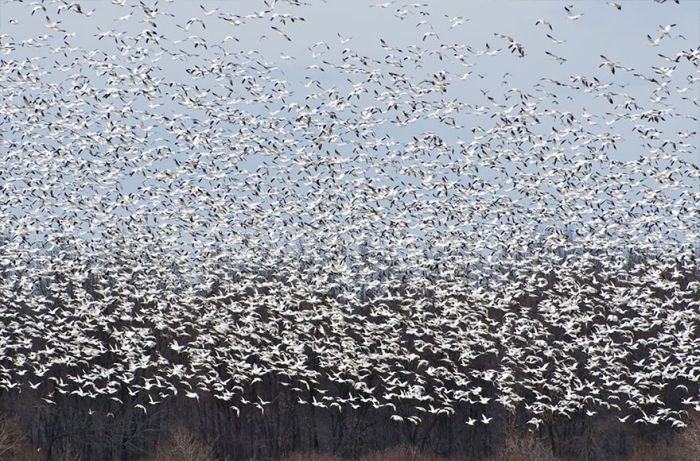 migration of wild animals