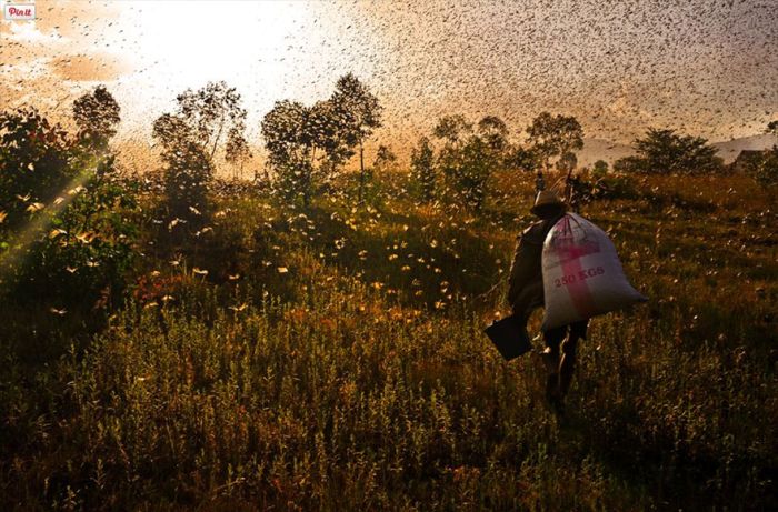 migration of wild animals