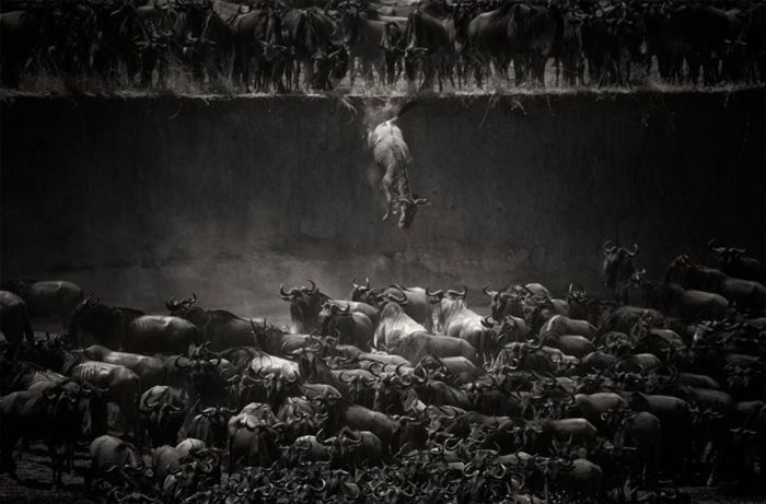 migration of wild animals