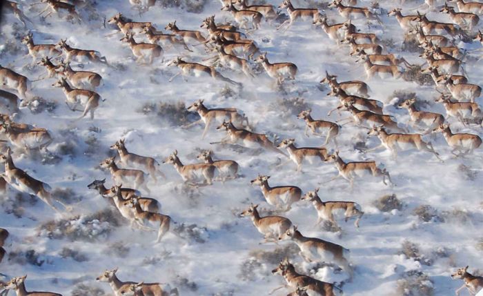 migration of wild animals