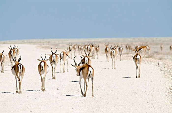 migration of wild animals