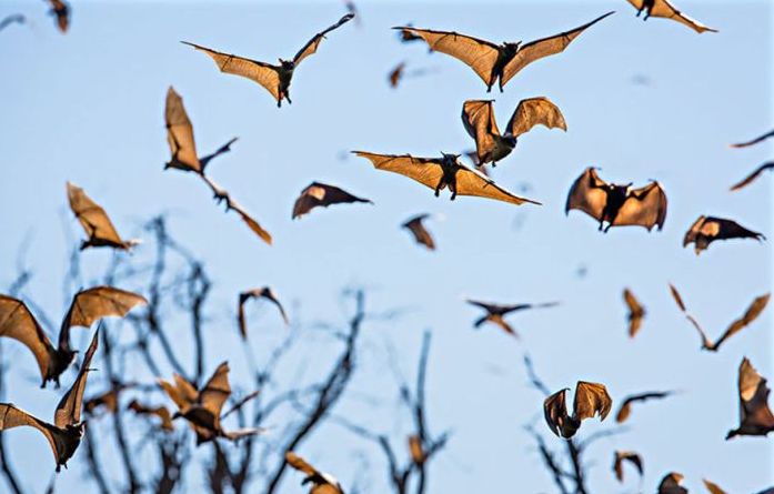 migration of wild animals