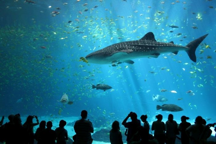 The Blue Planet, National Aquarium Denmark, Kastrup, Denmark