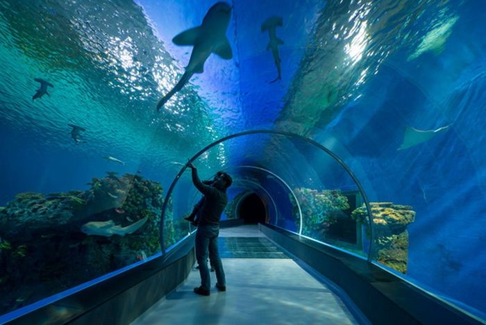 The Blue Planet, National Aquarium Denmark, Kastrup, Denmark