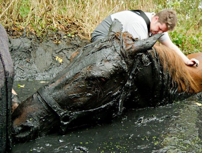 Horse saved from a deadly muddy pond, Radcliffe, Greater Manchester, United Kingdom