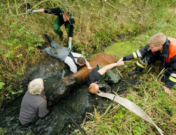 Horse saved from a deadly muddy pond, Radcliffe, Greater Manchester, United Kingdom