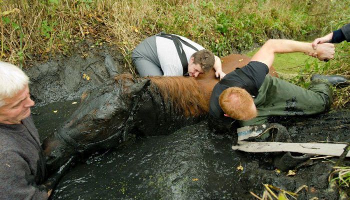 Horse saved from a deadly muddy pond, Radcliffe, Greater Manchester, United Kingdom