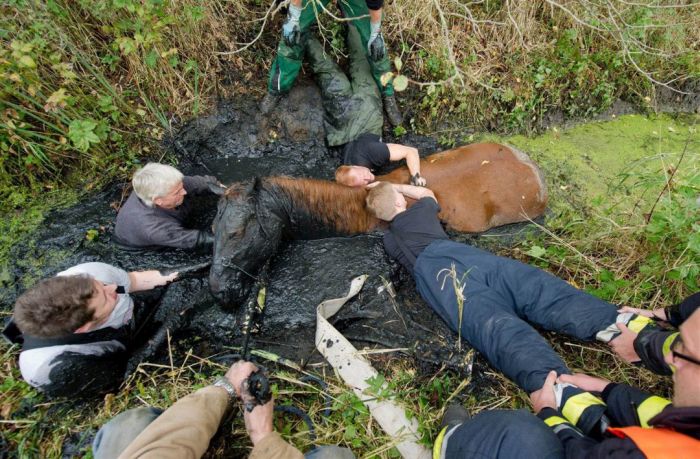 Horse saved from a deadly muddy pond, Radcliffe, Greater Manchester, United Kingdom