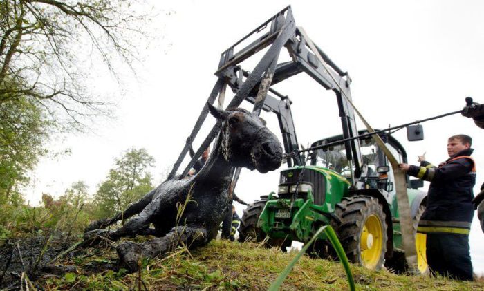 Horse saved from a deadly muddy pond, Radcliffe, Greater Manchester, United Kingdom