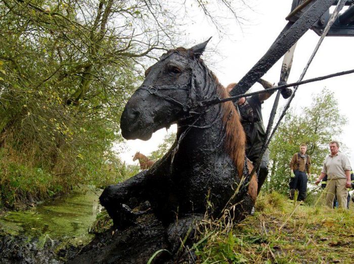 Horse saved from a deadly muddy pond, Radcliffe, Greater Manchester, United Kingdom